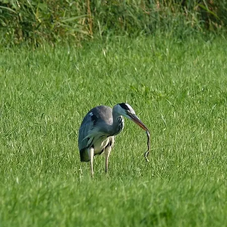 De Diepen Domek letniskowy Milsbeek